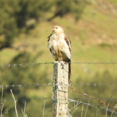 Haliastur sphenurus (Whistling Kite) at Wee Jasper, NSW - 27 Oct 2021 by SimoneC