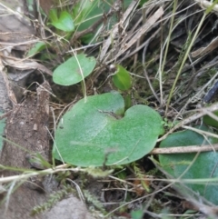 Corysanthes sp. (A Helmet Orchid) at Mount Jerrabomberra QP - 21 Oct 2021 by mlech