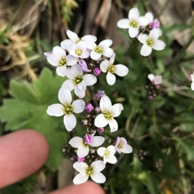 Cardamine franklinensis (Franklin Bitter Cress) at Rendezvous Creek, ACT - 24 Oct 2021 by Tapirlord