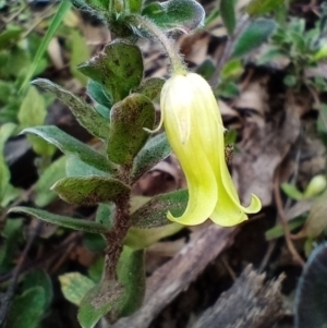 Billardiera scandens at Corang, NSW - 24 Oct 2021 04:01 PM