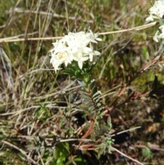 Pimelea linifolia (Slender Rice Flower) at Kambah, ACT - 26 Oct 2021 by MatthewFrawley