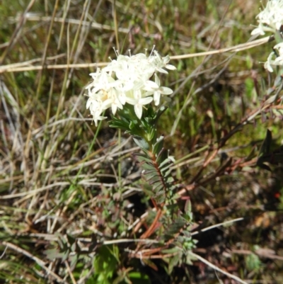 Pimelea linifolia (Slender Rice Flower) at Mount Taylor - 26 Oct 2021 by MatthewFrawley