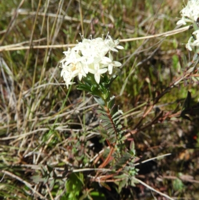 Pimelea linifolia (Slender Rice Flower) at Kambah, ACT - 26 Oct 2021 by MatthewFrawley