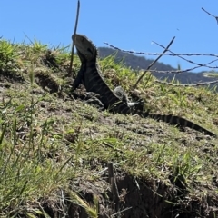 Intellagama lesueurii howittii (Gippsland Water Dragon) at Wee Jasper, NSW - 27 Oct 2021 by SimoneC