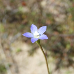 Wahlenbergia multicaulis (Tadgell's Bluebell) at Mount Taylor - 26 Oct 2021 by MatthewFrawley