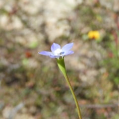 Wahlenbergia multicaulis at Kambah, ACT - 26 Oct 2021