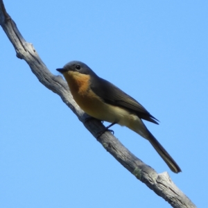 Myiagra rubecula at Paddys River, ACT - 27 Oct 2021