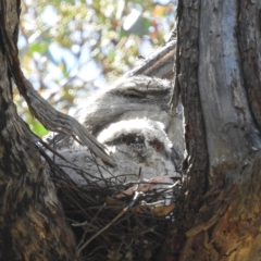 Podargus strigoides (Tawny Frogmouth) at Kambah, ACT - 27 Oct 2021 by MatthewFrawley