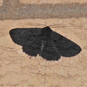 Melanodes anthracitaria at Wanniassa, ACT - 27 Oct 2021