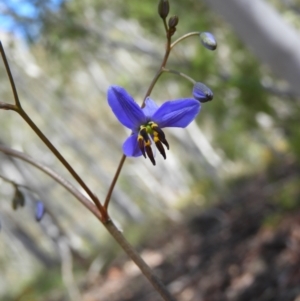 Dianella revoluta var. revoluta at Paddys River, ACT - 27 Oct 2021