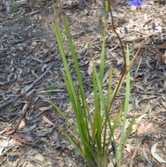 Dianella revoluta var. revoluta at Paddys River, ACT - 27 Oct 2021