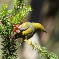 Zosterops lateralis (Silvereye) at Kambah Pool - 27 Oct 2021 by MatthewFrawley