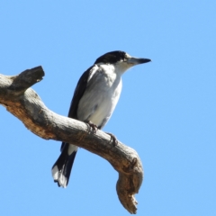 Cracticus torquatus (Grey Butcherbird) at Paddys River, ACT - 27 Oct 2021 by MatthewFrawley