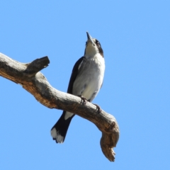 Cracticus torquatus at Paddys River, ACT - 27 Oct 2021