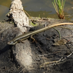 Eulamprus heatwolei at Paddys River, ACT - 27 Oct 2021