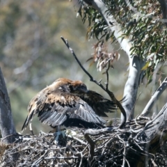 Aquila audax (Wedge-tailed Eagle) at Ainslie, ACT - 26 Oct 2021 by jb2602