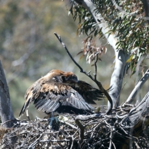 Aquila audax at Ainslie, ACT - 26 Oct 2021