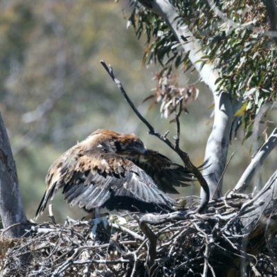 Aquila audax (Wedge-tailed Eagle) at Ainslie, ACT - 26 Oct 2021 by jb2602