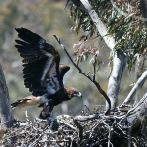 Aquila audax at Ainslie, ACT - 26 Oct 2021