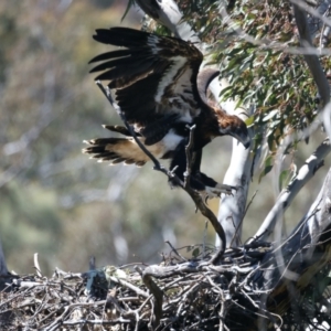 Aquila audax at Ainslie, ACT - 26 Oct 2021