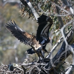 Aquila audax at Ainslie, ACT - suppressed