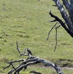 Haliaeetus leucogaster (White-bellied Sea-Eagle) at Wee Jasper, NSW - 27 Oct 2021 by SimoneC