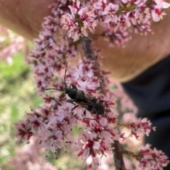 Euander lacertosus (Strawberry bug) at Murrumbateman, NSW - 22 Oct 2021 by SimoneC