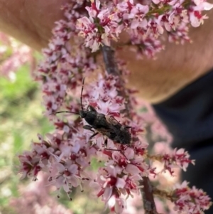 Euander lacertosus at Murrumbateman, NSW - 22 Oct 2021