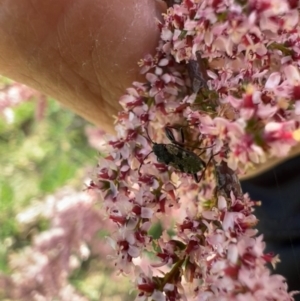 Euander lacertosus at Murrumbateman, NSW - 22 Oct 2021