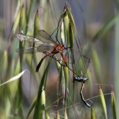 Harpobittacus australis (Hangingfly) at Paddys River, ACT - 27 Oct 2021 by RodDeb