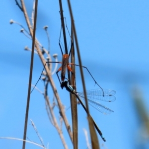 Harpobittacus australis at Paddys River, ACT - 27 Oct 2021