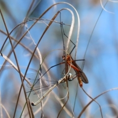 Harpobittacus australis at Paddys River, ACT - 27 Oct 2021