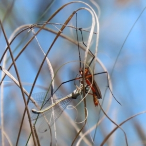 Harpobittacus australis at Paddys River, ACT - 27 Oct 2021 12:39 PM