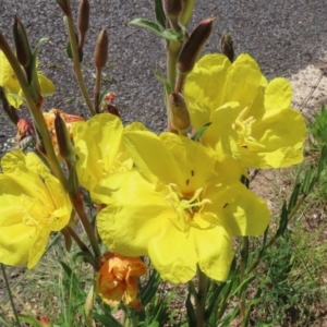 Oenothera stricta subsp. stricta at Paddys River, ACT - 27 Oct 2021 12:41 PM