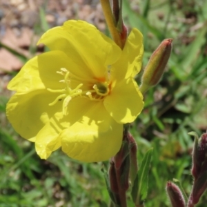 Oenothera stricta subsp. stricta at Paddys River, ACT - 27 Oct 2021