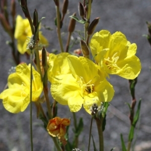 Oenothera stricta subsp. stricta at Paddys River, ACT - 27 Oct 2021