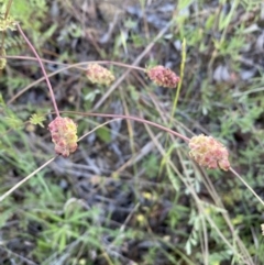 Sanguisorba minor (Salad Burnet, Sheep's Burnet) at Binalong, NSW - 27 Oct 2021 by SteveBorkowskis