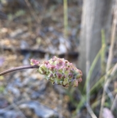 Sanguisorba minor at Binalong, NSW - 27 Oct 2021