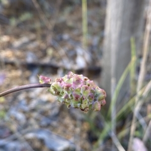 Sanguisorba minor at Binalong, NSW - 27 Oct 2021