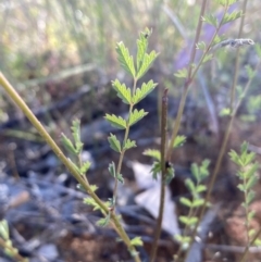 Sanguisorba minor at Binalong, NSW - 27 Oct 2021 04:45 PM