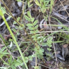 Sanguisorba minor at Binalong, NSW - 27 Oct 2021 04:45 PM