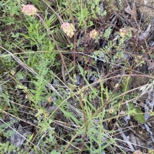 Sanguisorba minor at Binalong, NSW - 27 Oct 2021 04:45 PM