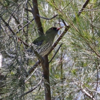 Oriolus sagittatus (Olive-backed Oriole) at Point Hut Hill - 27 Oct 2021 by RodDeb