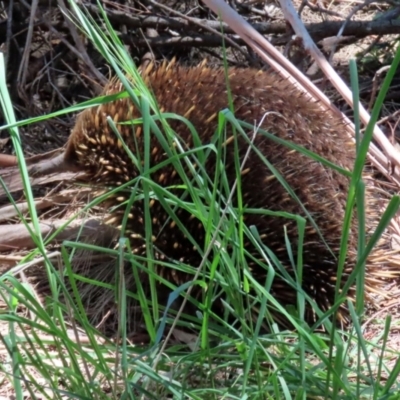 Tachyglossus aculeatus (Short-beaked Echidna) at Gordon, ACT - 27 Oct 2021 by RodDeb