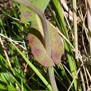 Sonchus oleraceus at Cook, ACT - 27 Oct 2021