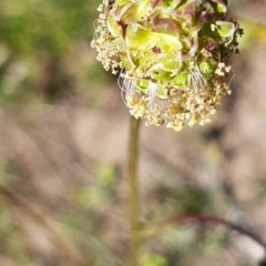 Sanguisorba minor (Salad Burnet, Sheep's Burnet) at Garran, ACT - 27 Oct 2021 by SRoss