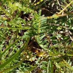 Sanguisorba minor at Garran, ACT - 27 Oct 2021 04:04 PM