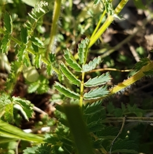 Sanguisorba minor at Garran, ACT - 27 Oct 2021 04:04 PM