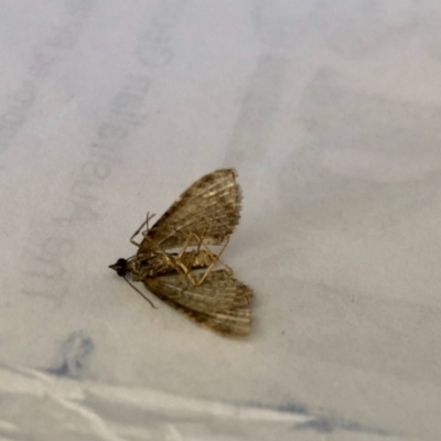 Phrissogonus laticostata (Apple looper moth) at Aranda, ACT - 28 Oct 2021 by KMcCue