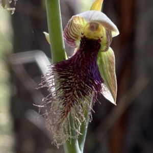 Calochilus platychilus at Stromlo, ACT - 27 Oct 2021